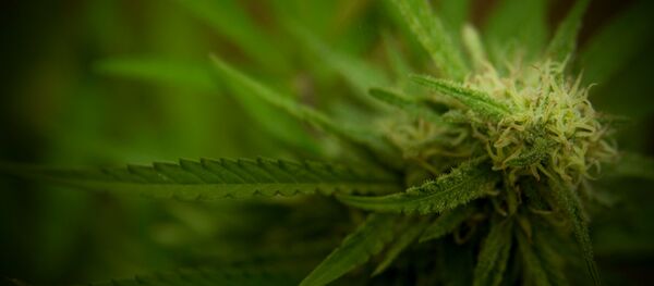 大麻草(アーカイブ) 大麻草(アーカイブ) - Sputnik 日本