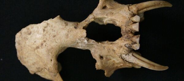 Останки обезьяны семейства гиббоновых, найденные в китайской императорской гробнице Останки обезьяны семейства гиббоновых, найденные в китайской императорской гробнице - Sputnik 日本