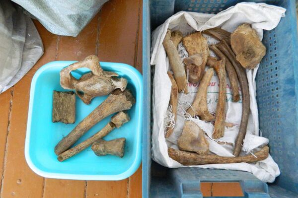 露「恐竜村」で巨大な骨の断片を発見 露「恐竜村」で巨大な骨の断片を発見 - Sputnik 日本