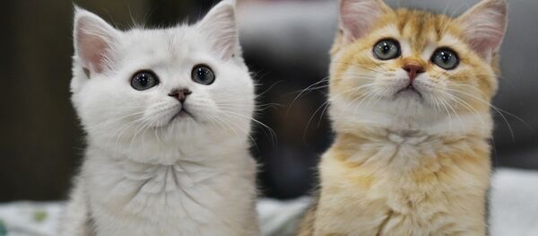 建設会社の財務責任者が約５４００万円を横領して子猫を購入 - Sputnik 日本