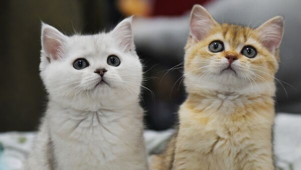建設会社の財務責任者が約５４００万円を横領して子猫を購入 - Sputnik 日本
