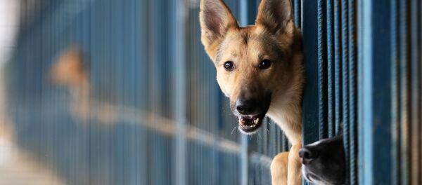 犬 犬 - Sputnik 日本