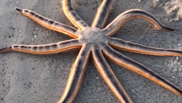 ヒトデが砂浜をのんびり散歩 - Sputnik 日本