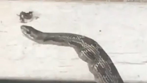 板の間にはまり込んだヘビ　飲み込んだ獲物の卵を吐き出す - Sputnik 日本