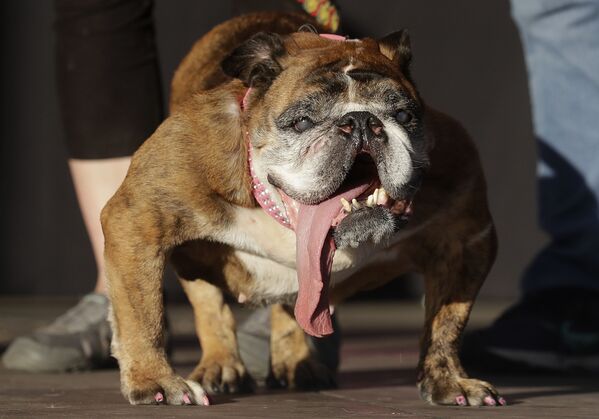 カリフォルニアでの「最も醜い犬」コンテストの優勝犬と発表されたイングリッシュ・ブルドッグの「Zsa Zsa」 - Sputnik 日本