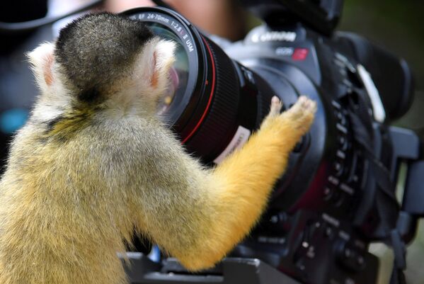 英ロンドンにある動物園で、カメラのレンズを覗き込むボリビアリスザル - Sputnik 日本
