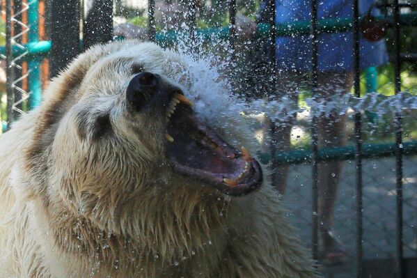 ロシアの動物園で、体を冷やすため水をかけてもらうシロクマ - Sputnik 日本