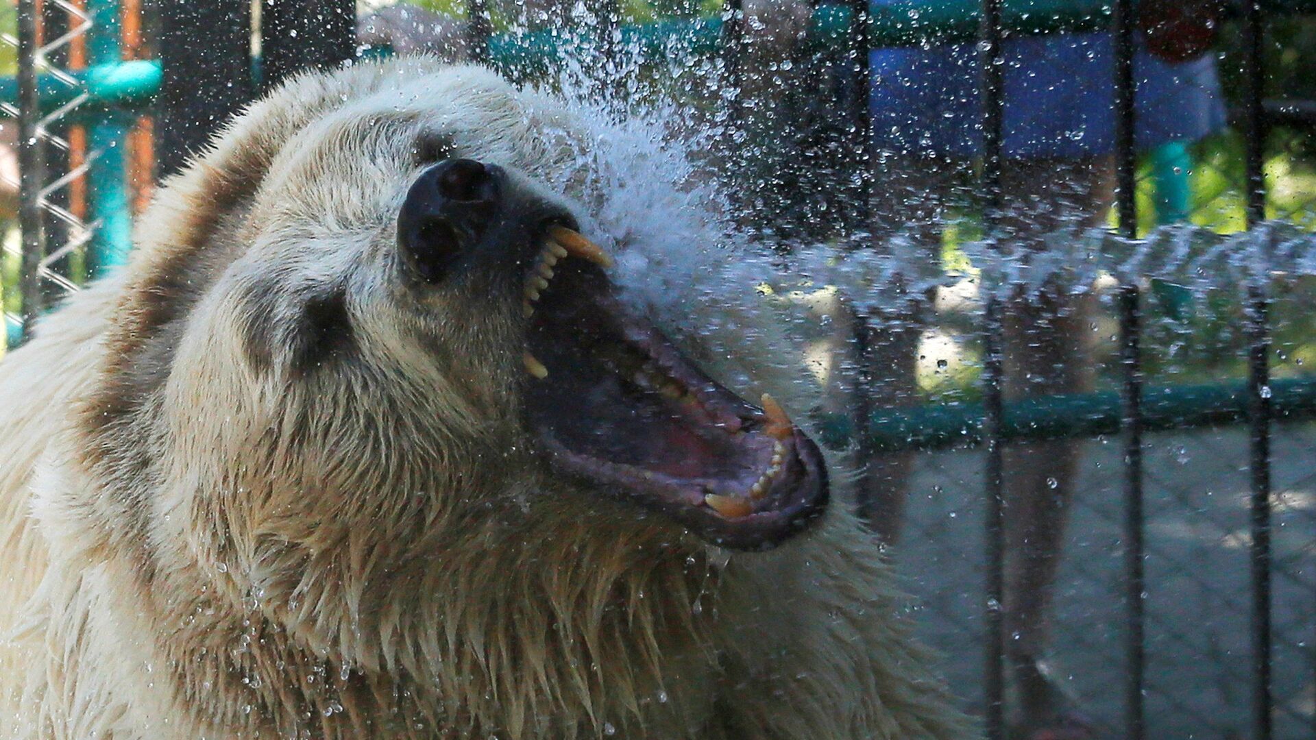 Белого медведя поливают водой для охлаждения в красноярском зоопарке Роев ручей - Sputnik 日本, 1920, 31.01.2022