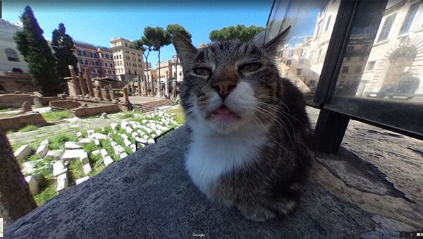 思わず大笑い　Googleマップに入っちゃった猫のドアップ - Sputnik 日本