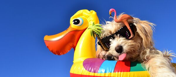 Собака на пляже - Sputnik 日本