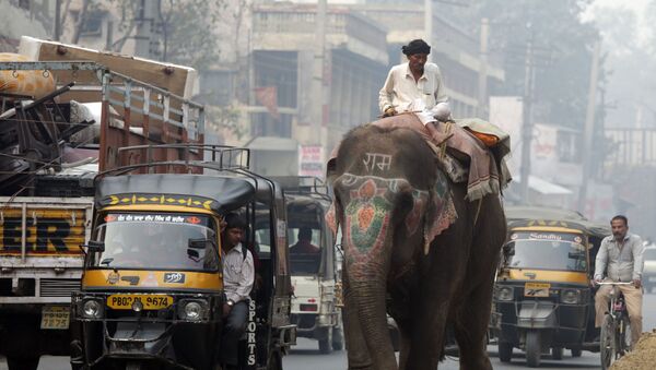 Погонщик едет на слоне по улице индийского города Амритсар - Sputnik 日本