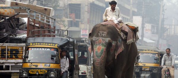 Погонщик едет на слоне по улице индийского города Амритсар - Sputnik 日本