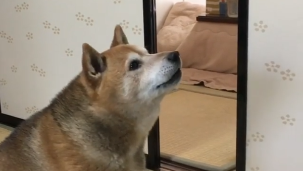 お腹ぺこぺこな時　気短なイヌが餌求める - Sputnik 日本
