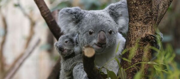 オーストラリア山火事 コアラ犠牲で専門家が対策を要求 オーストラリア山火事 コアラ犠牲で専門家が対策を要求 - Sputnik 日本