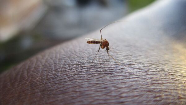蚊は新型コロナウイルスを媒介しない＝研究者 - Sputnik 日本