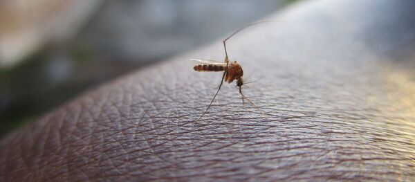 蚊は新型コロナウイルスを媒介しない=研究者 蚊は新型コロナウイルスを媒介しない=研究者 - Sputnik 日本