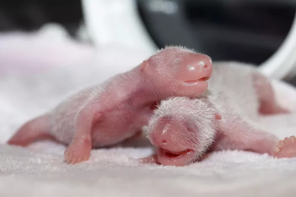 パンダの赤ちゃん パンダの赤ちゃん - Sputnik 日本