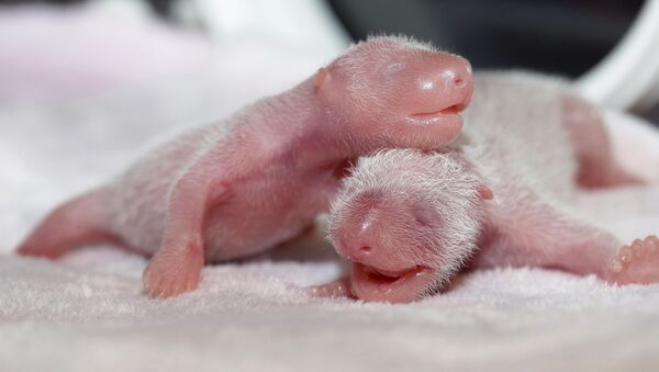 パンダの双子の赤ちゃん（アーカイブからの写真） - Sputnik 日本
