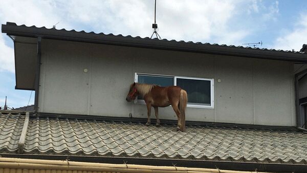 日本　洪水で流されたミニチュアホースが屋根の上で見つかる　無事保護 - Sputnik 日本