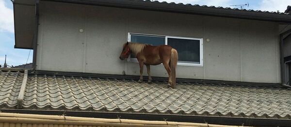 日本 洪水で流されたミニチュアホースが屋根の上で見つかる 無事保護 日本 洪水で流されたミニチュアホースが屋根の上で見つかる 無事保護 - Sputnik 日本