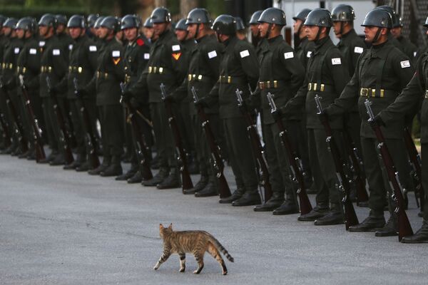 トルコのエルドアン大統領到着を記念し整列した儀仗兵のそばを野良猫が行く - Sputnik 日本