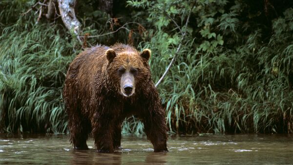 カムチャツカで熊（アーカイブ写真） - Sputnik 日本