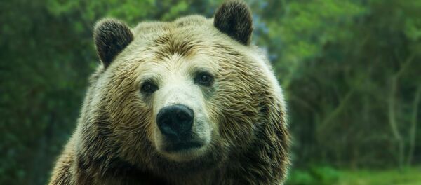 クマがハンモックで休憩？　米女性が動画を投稿【動画】 - Sputnik 日本