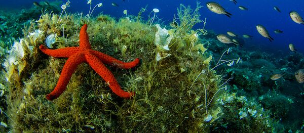 ヒトデ 「Echinaster sepositus」 ヒトデ 「Echinaster sepositus」 - Sputnik 日本