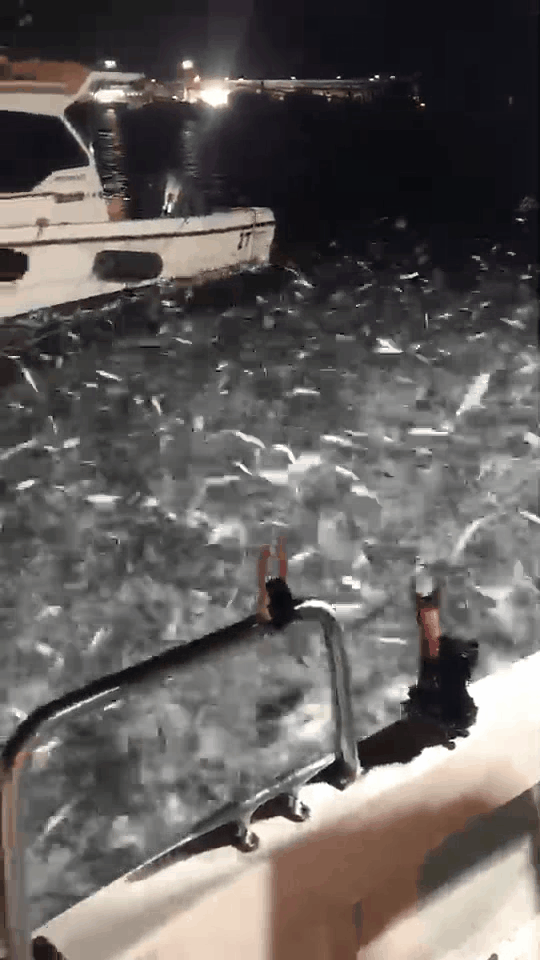台湾でイワシの「雨」　数千匹が水から飛び出す - Sputnik 日本