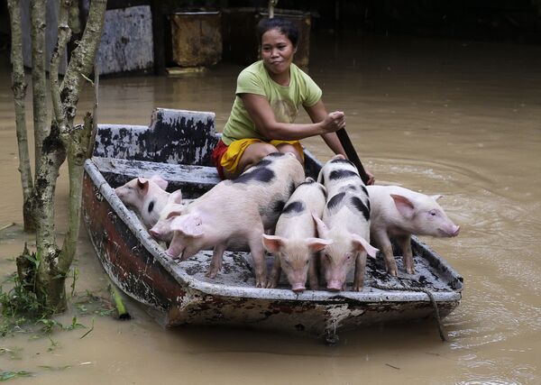 子豚らを安全な場所に送る女性。フィリピンの洪水で - Sputnik 日本