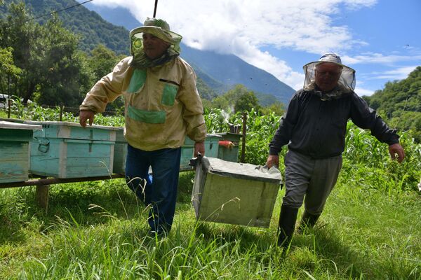 養蜂場の養蜂業者。アブハジア - Sputnik 日本
