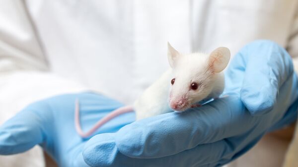 Ученый держит лабораторную мышь - Sputnik 日本