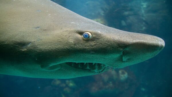 水族館から白昼堂々サメの子が誘拐　米テキサス州 - Sputnik 日本