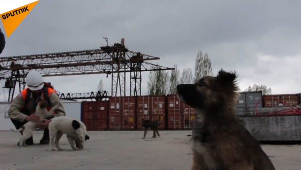 数百頭のチェルノブイリの仔犬が、家族を探してアメリカに渡る - Sputnik 日本