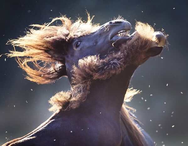 馬と子馬がハエを振り払おうと身震い。ドイツ - Sputnik 日本