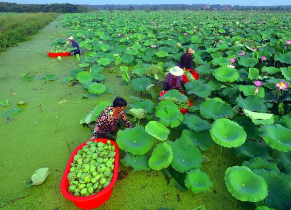 中国東部・山東省タン城の湖でハスの実の収穫 - Sputnik 日本