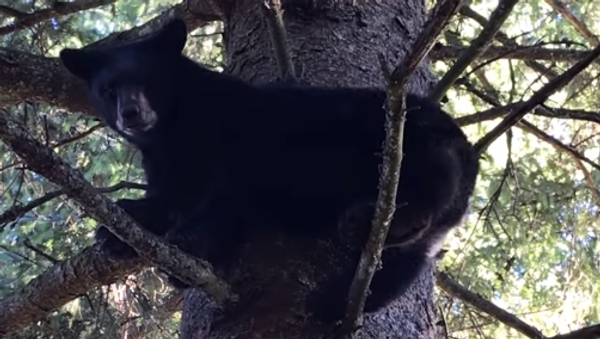 クマ、木に登ってダンス　米カリフォルニア - Sputnik 日本