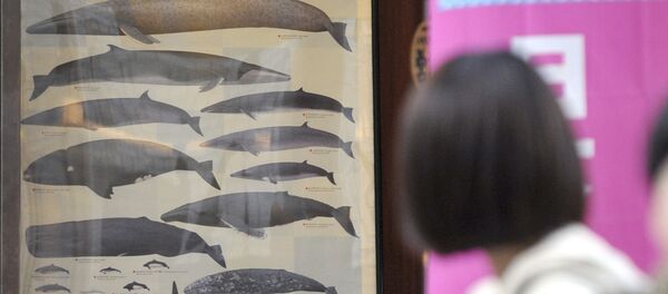 Женщина смотрит на плакат с изображением китов входа в закусочную, где подают китовое мясо в Токио. - Sputnik 日本