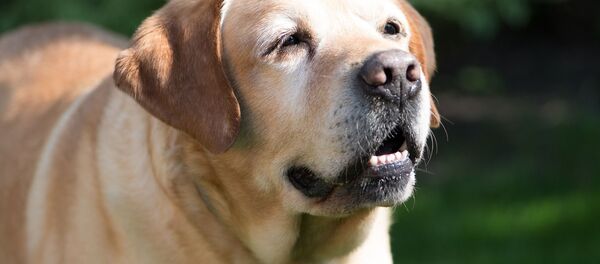 犬（アーカイブ写真） - Sputnik 日本