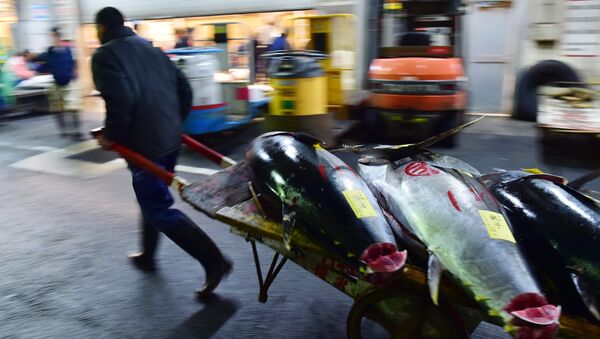 Bluefin tuna are taken away by a fishmonger after purchasing them on the first trading day of the new year at Tokyo's Tsukiji fish market on January 5, 2016 - Sputnik 日本