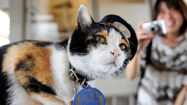 和歌山県紀の川市貴志駅の駅長を務めていた三毛猫の「たま」 - Sputnik 日本