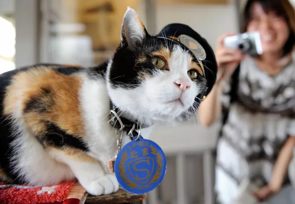 和歌山県紀の川市貴志駅の駅長を務めていた三毛猫の「たま」 和歌山県紀の川市貴志駅の駅長を務めていた三毛猫の「たま」 - Sputnik 日本