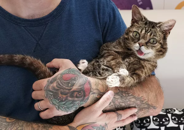 猫の「リル・バブ」。2017年に米国で行われた猫の飼い主たちの大会CatConにて 猫の「リル・バブ」。2017年に米国で行われた猫の飼い主たちの大会CatConにて - Sputnik 日本