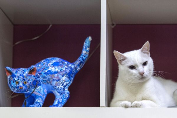 サンクトペテルブルクのエルミタージュ美術館で「働く」猫の警備員「アキレウス」 - Sputnik 日本