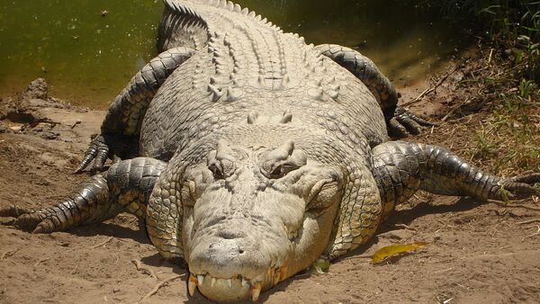 Saltwater crocodile - Sputnik 日本