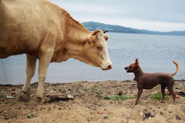 ロシア極東・プチャーチン島の雌牛と犬 - Sputnik 日本