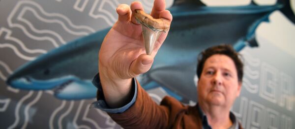 豪　先史時代の巨大ザメの歯、浜辺で発見 - Sputnik 日本