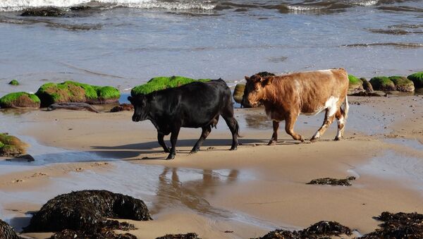 Две коровы идут по пляжу - Sputnik 日本