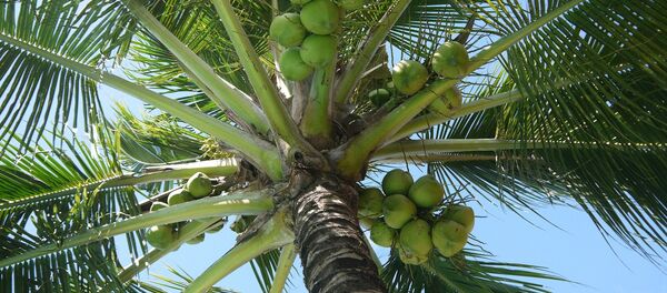 ココナッツ - Sputnik 日本