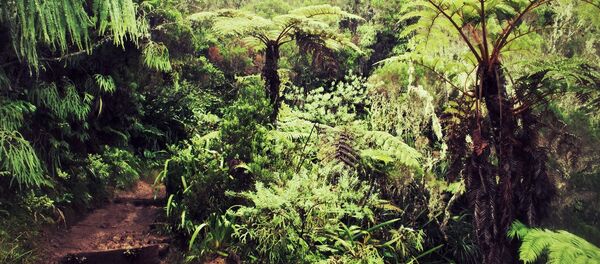 Un bosque africano Un bosque africano - Sputnik 日本